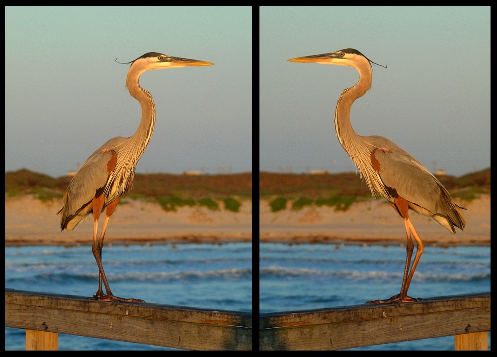 (23) great blue heron montage.jpg   (1000x720)   247 Kb                                    Click to display next picture